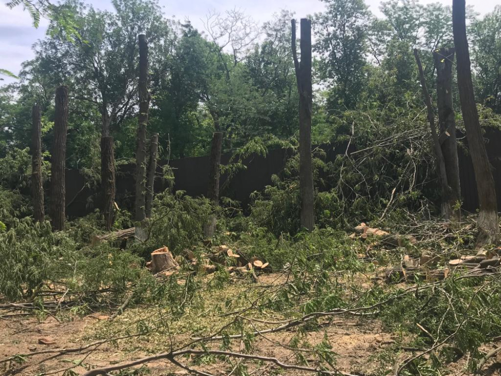 В Ростове на Раздорской остановили незаконную вырубку деревьев