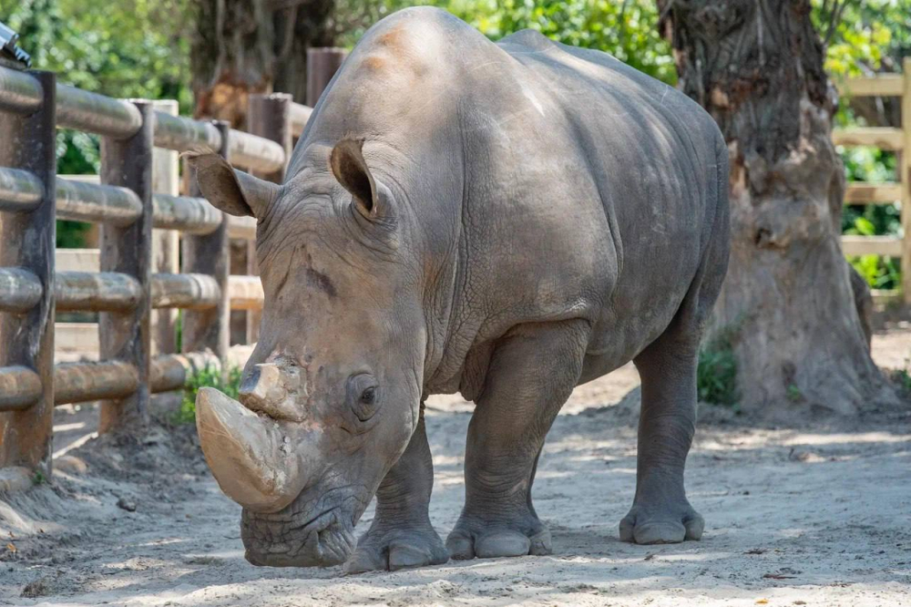 В зоопарке Ростова пройдут показательные кормления такинов-мишми и белых носорогов