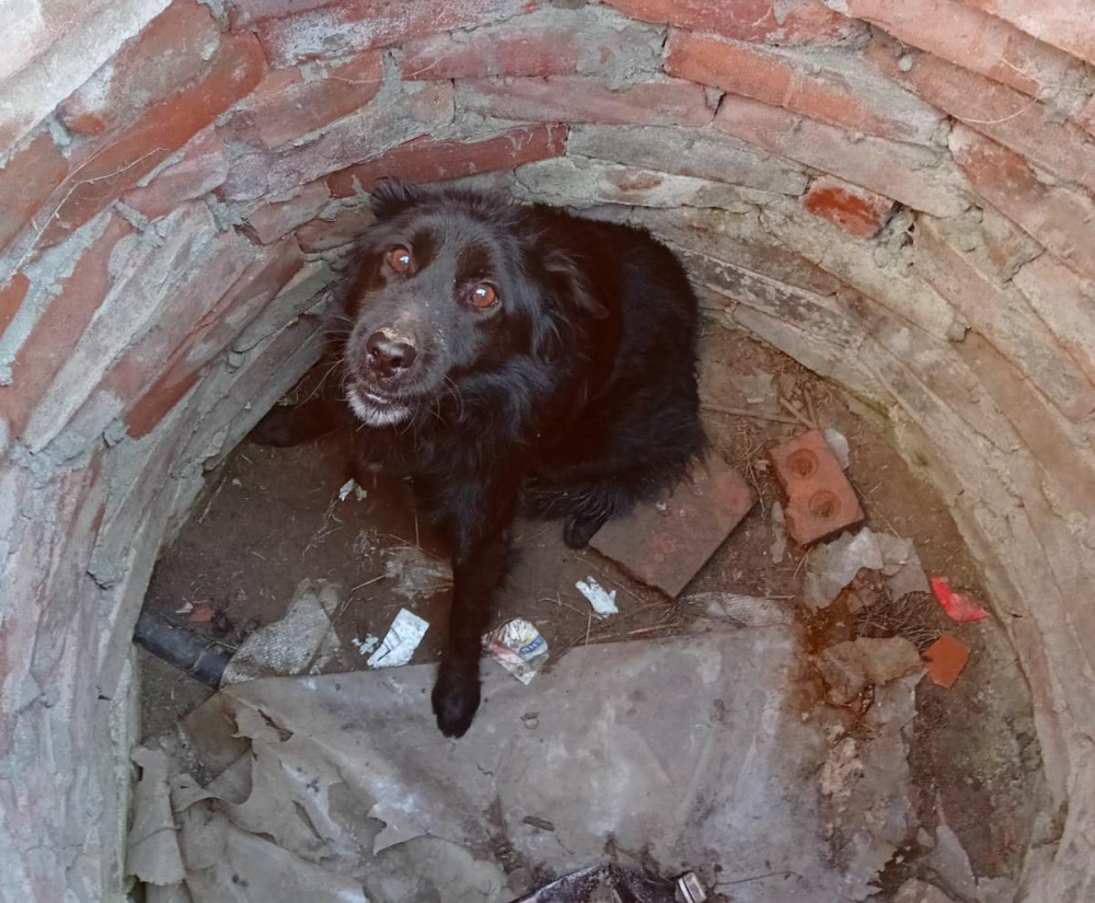 В Ростовской области спасатели вытащили собаку из открытого колодца
