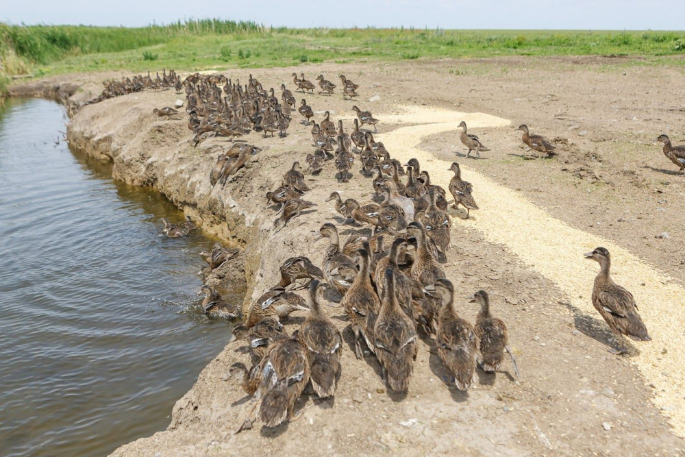 В Ростовской области выпустили тысячу уток-крякв