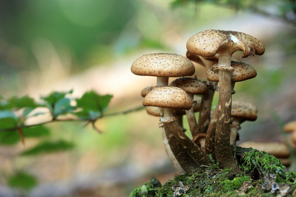 Несколько жителей Ростовской области отравились грибами в октябре