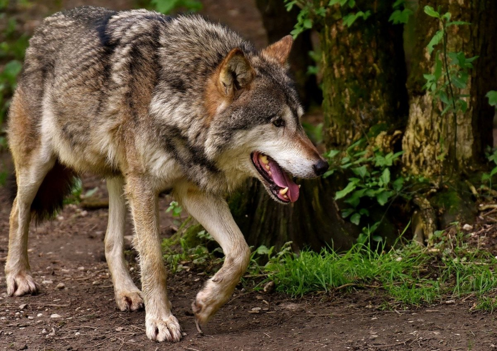 В Ростовской области застрелили бешеного волка