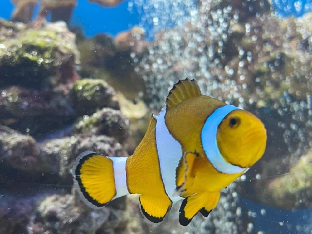В Ростовском зоопарке появился первый аквариум с морскими рыбками