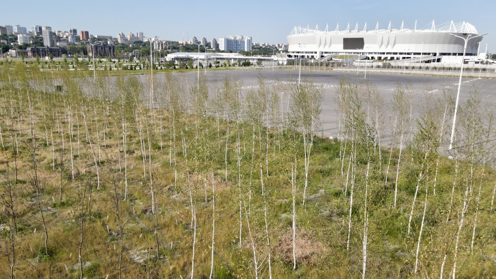 ГК «ЮгСтройИнвест» передаст городу 16 тысяч деревьев в рамках компенсационных мероприятий