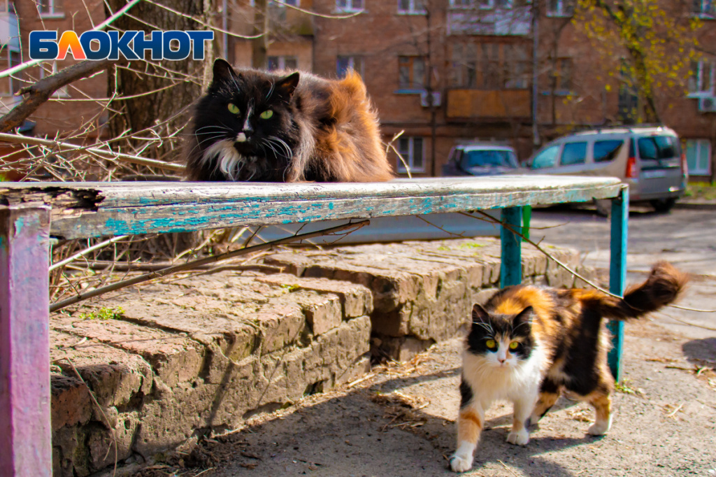 Пушистые и усатые: с потеплением на улицах Ростова стало больше кошек. Фото: Александр Прохорцев