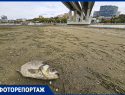 Дно Дона: как ветер изменил облик реки в Ростове в 2025 году