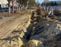 ‭«Это варварство»: сосновую аллею в Новочеркасске уничтожили под видом благоустройства