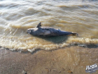 Мертвые дельфины и рыба на берегу Таганрогского залива напугали отдыхающих