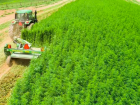 В Ростовской области начали легально выращивать коноплю