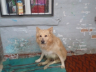 Красивый пес попал под машину после развода супругов в Ростове