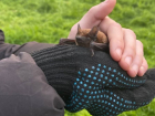 Донские активисты выпустили почти 500 летучих мышей после зимовки