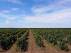 Донские депутаты просят разрешить некапитальное строительство в виноградарских хозяйствах