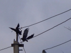 Эколог Карецких: "Вороны - это высокоинтеллектуальные птицы"