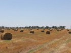 В Ростовской области собрали рекордный урожай зерновых в 15 млн тонн