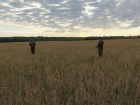 В Ростовской области разрешили охоту на перепелов 