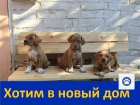 Продаю щенков