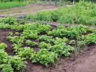 Готовим грядки для рассады: несколько полезных советов для ростовских огородников