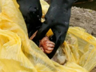Мертвую новорожденную девочку «похоронили» в мусорном контейнере в Ростовской области
