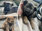 В поселке Янтарный четверых щенков выбросили на дорогу