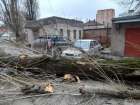 В Ростове на Сельмаше огромное дерево упало на припаркованные машины