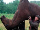 Двух пасущихся  лошадей "угнал" с пастбища мужчина в Ростовской области