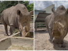Младшему носорогу в ростовском зоопарке исполнилось 9 лет