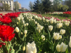 В Ростове-на-Дону осенью высадят более 400 тысяч тюльпанов