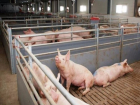 В Целинском районе началось уничтожение поголовья свиней из-за вируса африканской чумы