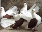 В  Морозовском районе на 27 тысяч украли голубей,  а потом уничтожили стаю 