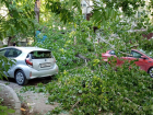 В Ростове на Западном дерево упало на женщину и пять машин