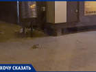 Ростовчанин снял на видео крыс у ларька с шаурмой