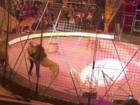 Цирковой лев, пару дней просидевший на ростовской таможне, напал на своего дрессировщика