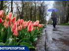 Ростов в цвету: на Театральной площади донской столицы распустились тюльпаны