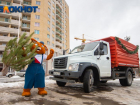 В Ростове-на-Дону 22 января пройдет акция по сбору новогодних ёлок