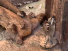 Посетителям парка «Лога» в Ростовской области показали детенышей носух