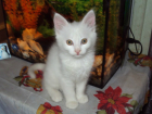 Невероятную сделку по продаже кота захотел провести житель Ростовской области