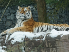 Компания молодежи поиздевалась над тигром в зоопарке Ростова-на-Дону