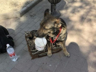 Несчастная собака-попрошайка в Ростове вызвала у прохожих сильное возмущение