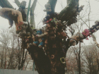 Жуткое "распятие" игрушек на огромном ветвистом дереве устроил сапожник в Ростове