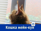 Прекрасную кошку мейн-кун продает ростовчанка