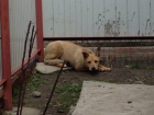 Заживо похоронить "идеального" щенка попытались живодеры в Ростове