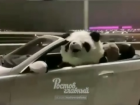 В Ростове по Ворошиловскому мосту проехала панда на кабриолете