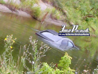 Автомобиль-утопленник обнаружился в оросительном канале в Ростовской области