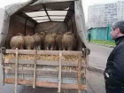 Баранов и овец из Дагестана без документов задержали на трассе в Ростовской области