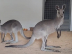 Новый вид кенгуру появился в Ростовском-на-Дону зоопарке