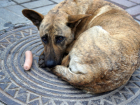 В Ростове вновь началась травля бродячих собак