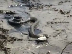 «Очередная» жертва хищного змея на пляже Ростова попала на видео