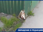 «Никто никого не сожрал»: хозяйка напавшего на детей в Ростове пса не контролирует вторую собаку