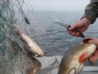 Неудержимые браконьеры уничтожают рыбу в Ростовской области варварскими сетями 