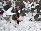 Ростовские голуби стали источником опасной болезни